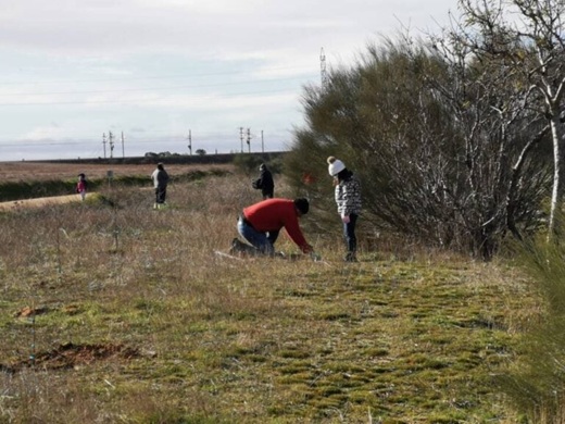 Plantación de árboles en Medina del Campo